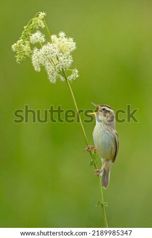 Aquatic Warbler singing in the natural environment Royalty-Free Stock Photo #2189985347