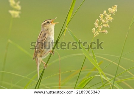 Aquatic Warbler singing in the natural environment Royalty-Free Stock Photo #2189985349