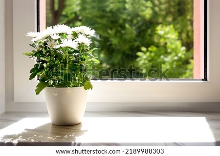 Beautiful potted chrysanthemum flowers on white window sill indoors. Space for text Royalty-Free Stock Photo #2189988303