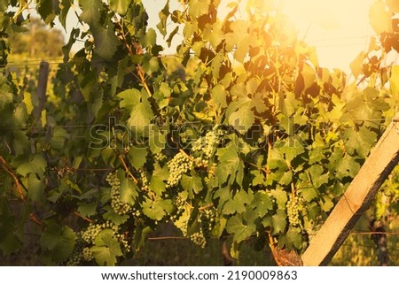 Grapes growing in a vineyard on a sunny day.Summer season. High quality photo