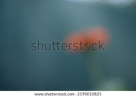 abstract photography of flowers, out of focus watercolor photography, beautiful bokeh, yellow, red and green colors in photography composition