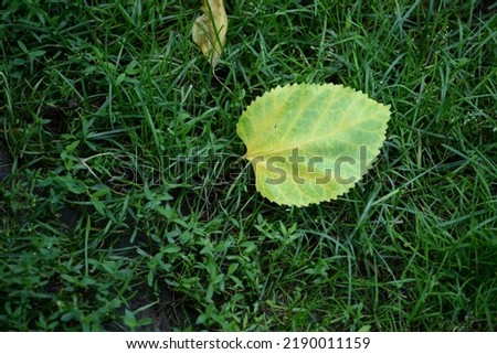
the beginning of autumn, the first yellow leaf against the background of green grass, a fallen leaf close-up