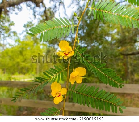 Partridge pea - Chamaecrista fasciculata - is a species of legume native to most of the eastern United States.  Host plant for grey hairstreak and clouded sulphur butterfly.  Bright yellow flowers