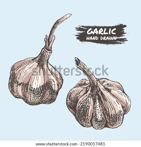 Garlic vector drawing. Isolated hand drawn object. Vegetable engraved style illustration. Detailed vegetarian food sketch. Farm market product.