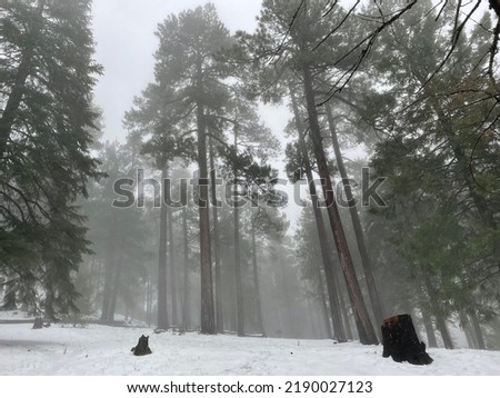 Beautiful pine tree forest with light snow and fog with rolling hills and mountains in  the background