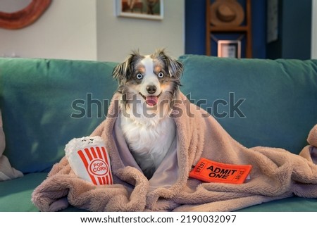 adorable mini aussie cuddled under pink blanket on turquoise couch with dog toys - cute blue merle miniature australian shepherd dog watches a movie with popcorn and movie ticket Royalty-Free Stock Photo #2190032097