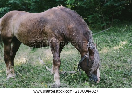 Beautiful old horse running and standing in tall grass. Portrait of a horse