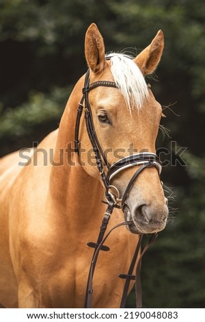 Head portrait of a bridled dressage horse. Portrait of a beautiful palomino kinsky warmblood horse gelding in summer outdoors Royalty-Free Stock Photo #2190048083