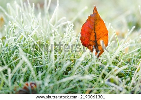 brown maple leaves in frost. frosty Lawn close-up.First frosts. Frosty natural background. Late autumn.Autumn nature. Green grass in white frost. Royalty-Free Stock Photo #2190061301