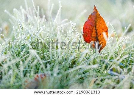 Green grass in white frost.Autumn brown maple leaves in frost. frosty Lawn close-up.First frosts. Frosty natural background. Late autumn.Autumn nature.  Royalty-Free Stock Photo #2190061313