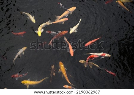 Colourful Japanese good luck koi fish swimming in pond water 