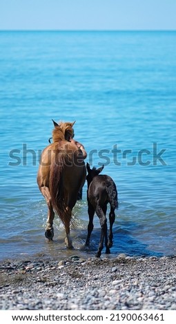 Brown horse with a black foal enters the sea on a sunny day, rear view. Vertical photo