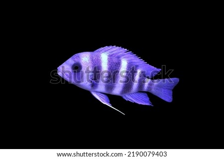 Frontosa Cichlid (humphead Cichlid) on isolated black background. Cyphotilapia frontosa is freshwater fish in cichlidae family, endemic to Lake Tanganyika in East Africa. 