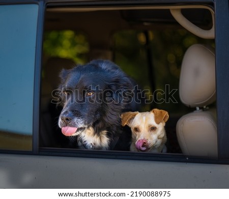 A LARGE BLACK DOG AND A SMALL TAN DOG IN THE WINDOW OF A CAR STICKING OUT THIER TONGUES NEAR PALO ALTO CALIFORNIA