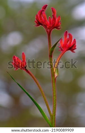 A red kangaroo paw flowering (Anigozanthos). Kangaroo paw is an Australian native wildflower that grows in dry arid conditions and thrives in sandy well draining soil and have a furry fuzzy texture.