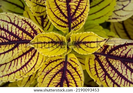 coleus, also known as solenostemon, closeup view of plant foliage in shallow depth of field, taken from above. Selective focus