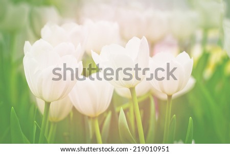 Artistic faded background of colourful spring tulips with a blur effect for a dreamy
