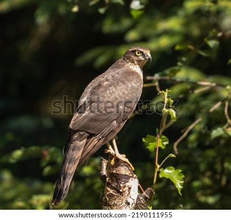 Female sparrowhawk hunting birds at forest edge
