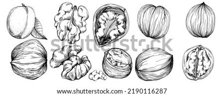 Walnut hand-drawn Vector Illustration isolated on white background. Retro art style farm product for restaurant menu, market label, logo, emblem and kitchen design. Decoration for food packaging.