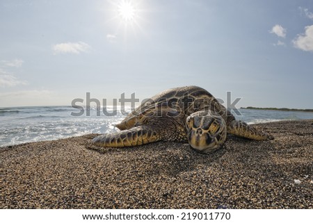 Green Turtle while relaxing on sandy beach