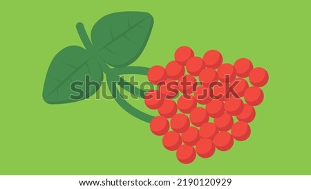 bunch of mountain ash on a green background

