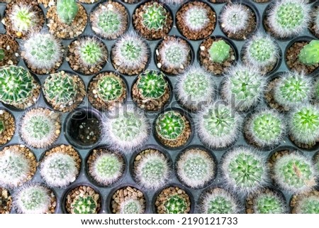 Top view of many cactus in a pot.