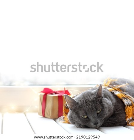 a gray cat in a knitted black and orange scarf lies on the table against the background of a gift by the window. remembering the year of the tiger