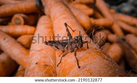 Grasshopper perched on carrot in traditional market.