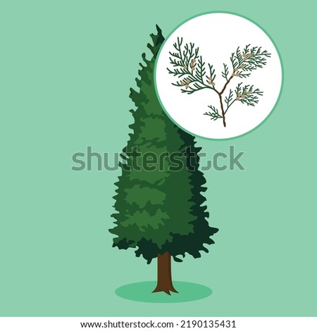 thuja on a green background