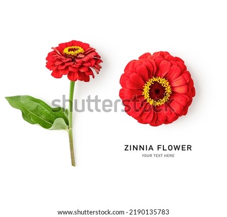 Zinnia flower creative layout. Red flowers with stem and leaves isolated on white background. Floral composition. Design element. Summer garden concept. Top view, flat lay  Royalty-Free Stock Photo #2190135783