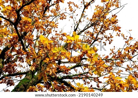 Low angle view of autumn tree with branch and yellow and orange leaves. Beautiful autumn leaves. Fall season, October background. Orange foliage in fall forest. Autumn tree in park. Beauty in nature.