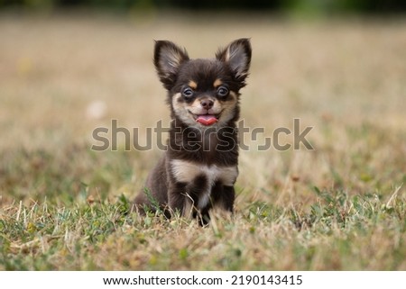 Portrait of Long Haired chihuahua puppy smiling Royalty-Free Stock Photo #2190143415