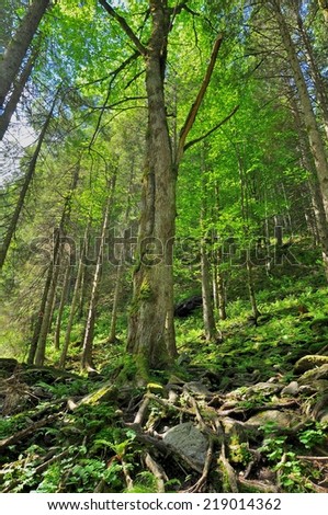 Forest on a high mountain slope 