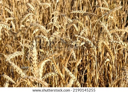 Wheat season. Ripe wheat. A field of wheat. Young, golden wheat
