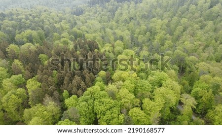 Forest with an beautiful green