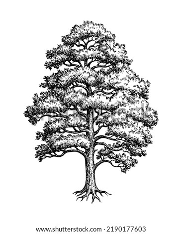Scots pine. Conifer tree Ink sketch isolated on white background. Hand drawn vector illustration. Vintage style stroke drawing.