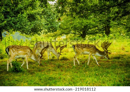deer with antlers on country estate