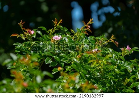 Wild pink rose (Latin: Rosa canina) in nature. Picture of wild pink rose in nature.