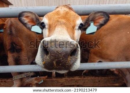 Concept funny pictures of animals. Portrait smile Jersey cow shows tongue sunset light.