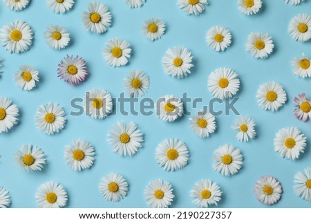 Many beautiful daisy flowers on light blue background, flat lay
