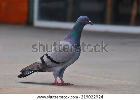 picture of a pigeon standing in the floor. Dove in an urban scene