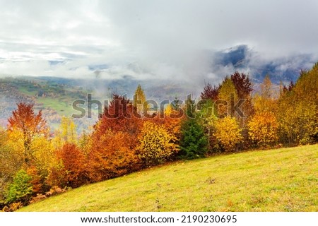 beautiful autumn forest landscape with yellow foliage on trees and green firs in the distance, beautiful storm clouds. High quality photo