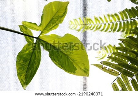 Syngonium podophyllum gold butterfly growing on the branch with fern in house plant.