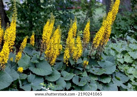 The Rocket Golden Ray (Ligularia stenocephala). The Rocket is a great plant for moist, shady gardens. Blooms In mid-summer, huge bright yellow flower spikes that are fragrant. Favorite for hummingbird Royalty-Free Stock Photo #2190241065