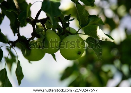yellow clear apples on a tree branch with green leaves on a sunny summer day