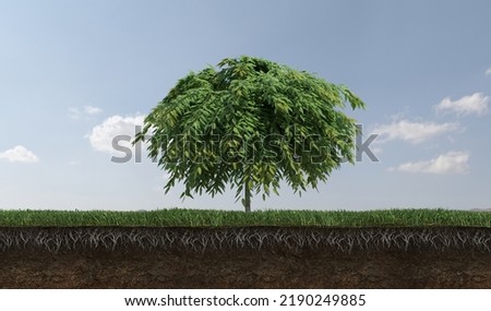 Deciduous tree and soil cut under it, 3d render
