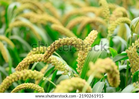  foxtail millet crops in the fields in autumn