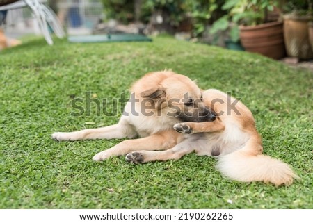 A brown dog nibbles on his rear leg with his teeth. A pet grooming himself while lying on the grass at the house yard. Royalty-Free Stock Photo #2190262265