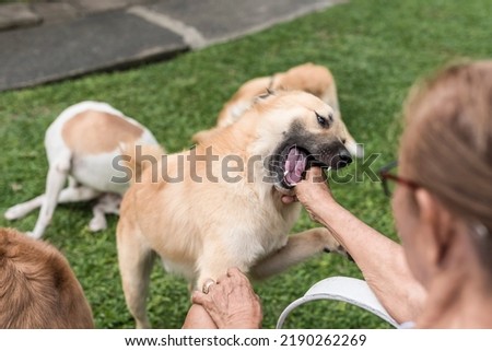 A mischievous brown dog gently bites his master's hand. A pet aggressively seeking attention or playing. At the house yard. Royalty-Free Stock Photo #2190262269