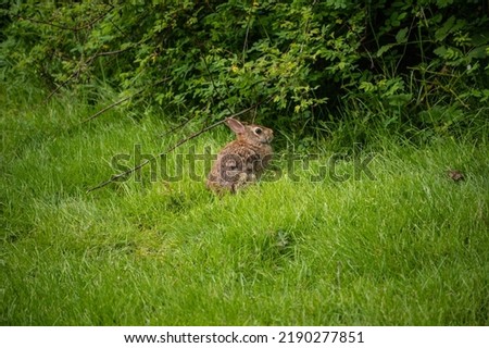 Eastern cottontail (Sylvilagus floridanus) is a New World cottontail rabbit, a member of the family Leporidae. It is the most common rabbit species in North America.